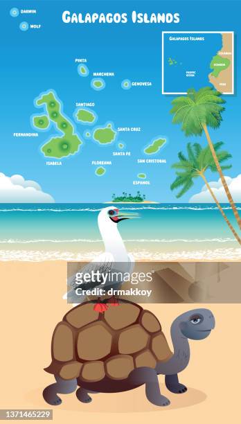 ilustrações de stock, clip art, desenhos animados e ícones de galapagos islands and red footed booby - galapagos islands