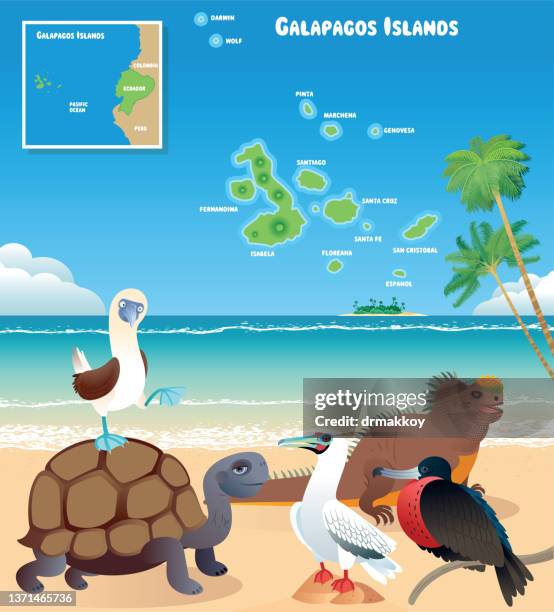 galapagos islands and animals - map of ecuador and galapagos stock illustrations
