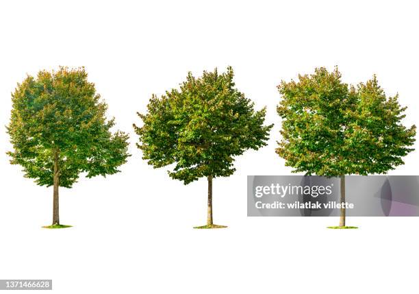 collections trees of various colors isolated on white background. - linde bladverliezende boom stockfoto's en -beelden