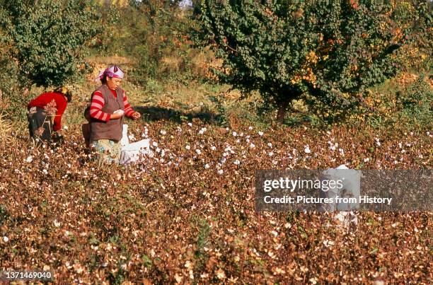 Uighur family picking cotton in the fields around Kashgar, Xinjiang Province .