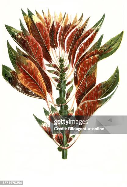 Amaranthus tricolor luteus ruber virdis, Tausendschon, Amarant, also called foxtail, plant genus within the foxtail family, Phytanthoza iconographia,...