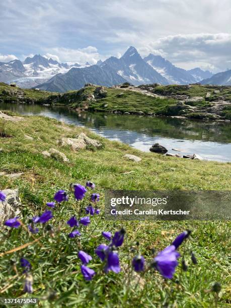 lacs de chésery with view of mont blanc massif and wild flowers in summer | france - haute savoie foto e immagini stock