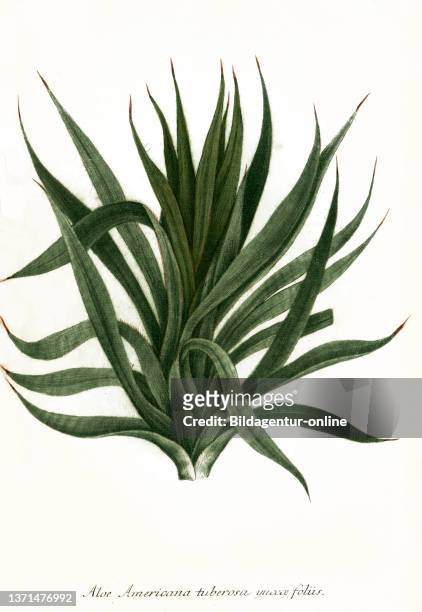 Aloe americana today, Agave americana, Phytanthoza iconographia, historical plant illustration from the book published around 1740, digitally...
