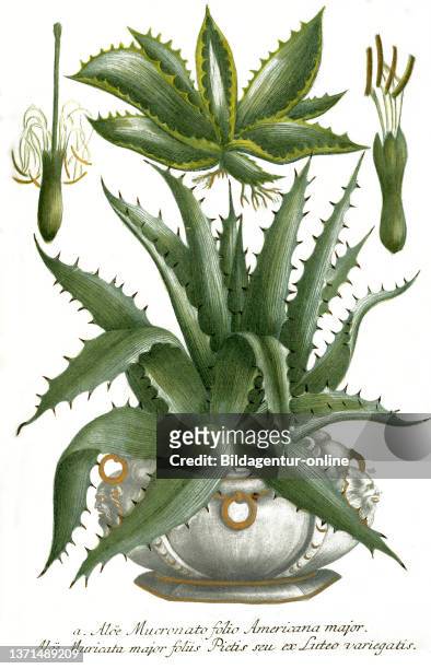 Aloe mucronato folio americana, a plant species of the genus Aloes, Phytanthoza iconographia, historical plant illustration from the book published...