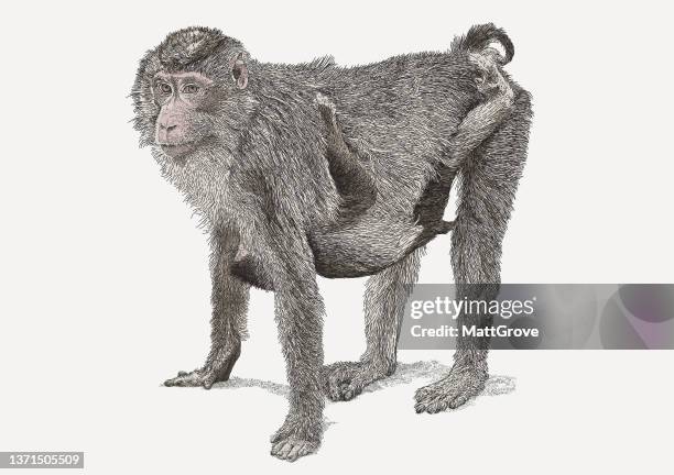 pig-tail macaque monkey mother & child - macaque stock illustrations