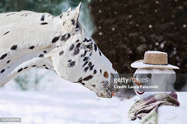 appaloosa horse with snowman - appaloosa stock pictures, royalty-free photos & images