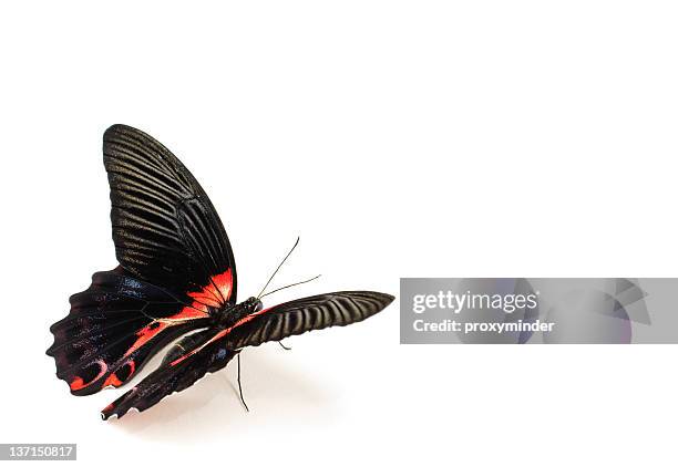 butterfly - butterfly isolated stock pictures, royalty-free photos & images
