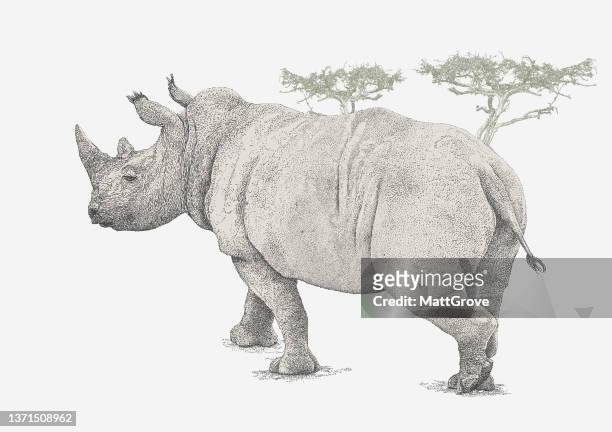 ilustrações de stock, clip art, desenhos animados e ícones de african rhino - rhinoceros