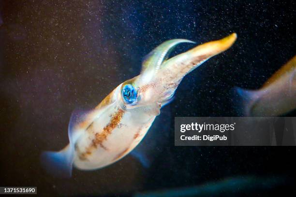 Japanese Flying Squid Photos and Premium High Res Pictures - Getty Images