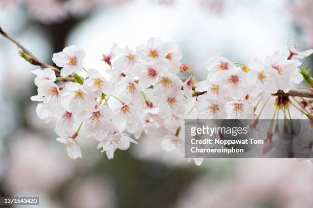 full bloom cherry blossom, seoul, south korea - korean tradition stock pictures, royalty-free photos & images