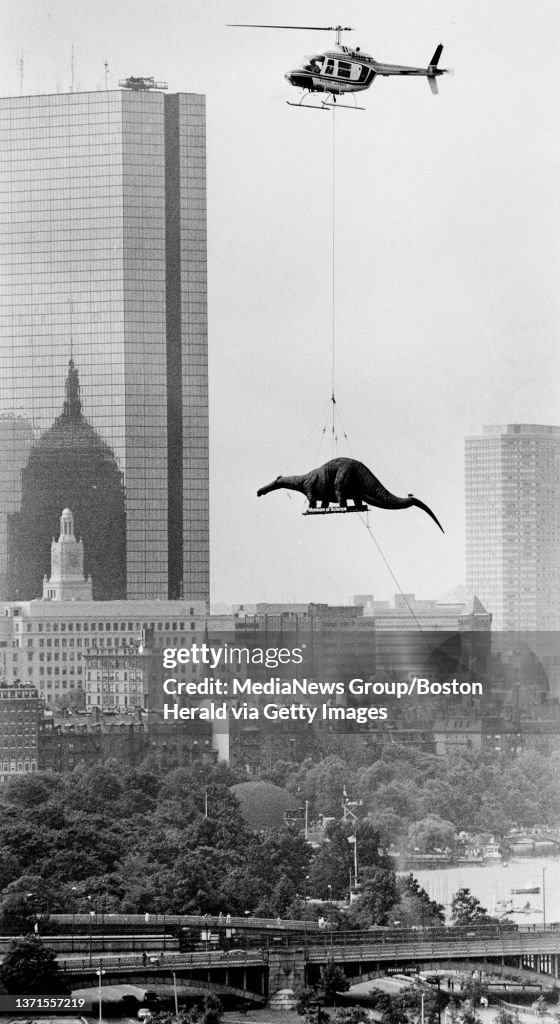July 4, 1984 Boston, MA: A brontosaurus replica is transported via helicopter across the Charles River to the Museum of Science,which was installing an animatronic dinosaur exhibit. Staff photo by Arthur Pollock