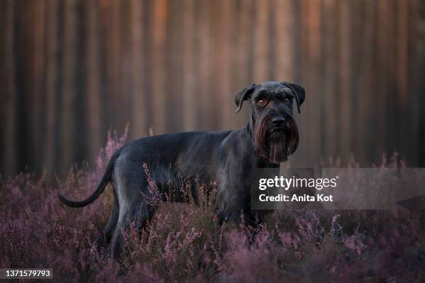 portrait of a schnauzer dog - miniature schnauzer black stock pictures, royalty-free photos & images