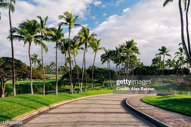 palm trees line the side of a suburban road on the big island of hawaii - alex day stock pictures, royalty-free photos & images