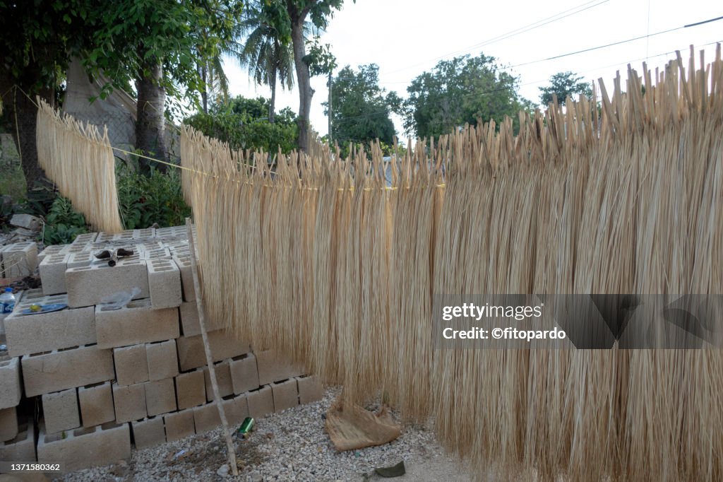 Jipi Japa fibers for making Mexican Hats