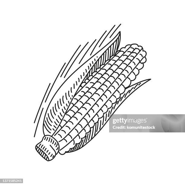 corn hand-drawn sketch icon, vector illustration - cornfield stock illustrations