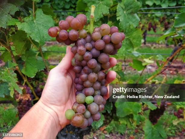 grape harvest - pinot grigio wine foto e immagini stock