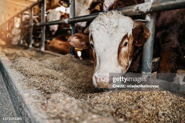 close up of calves on animal farm eating food. meat industry concept. - domestic cattle stock pictures, royalty-free photos & images