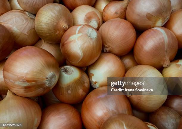 onions - oignon photos et images de collection