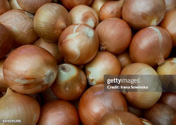 onions - lök bildbanksfoton och bilder