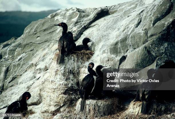 colony of cormoran nesting in a cliff in tierra de fuego - cormorant stock pictures, royalty-free photos & images