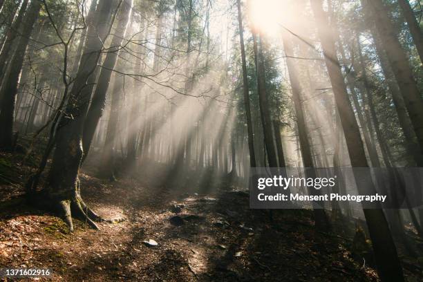 forest with golden rays of sunlight through the trees in the fog on a morning in the woods - ominous mountains stock pictures, royalty-free photos & images