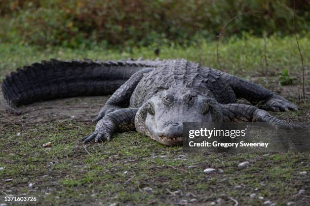 very large alligator sunning itself - crocodile family stock-fotos und bilder