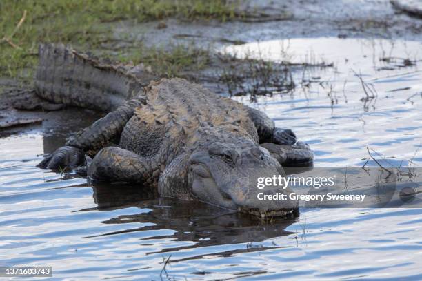 alligator sleeps in shallow water - crocodile family stock pictures, royalty-free photos & images