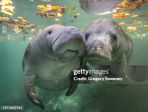 Two manatee nuzzle at the surface with fall leaves Two manatee nuzzle at the surface with fall leaves