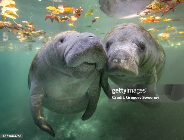 two manatee nuzzle at the surface with fall leaves - animais selvagens imagens e fotografias de stock