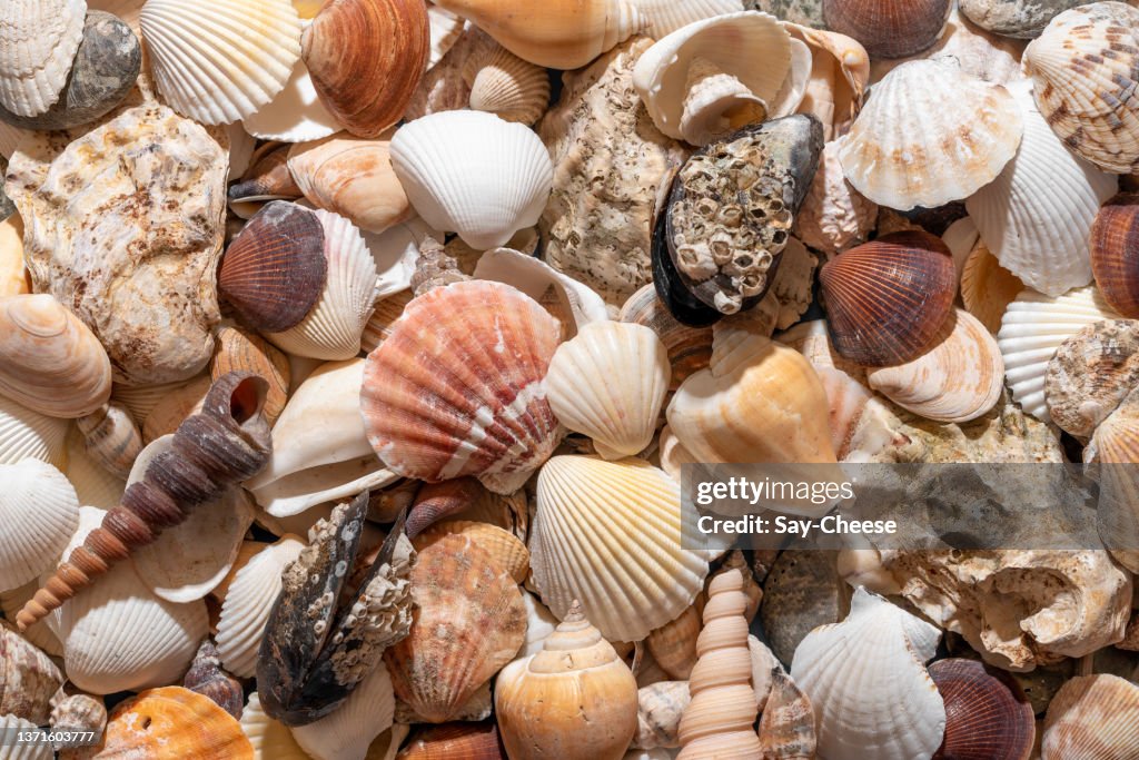 Shells High Resolution Seashells Background Summer Concept Variety Of Shells High-Res Stock ...
