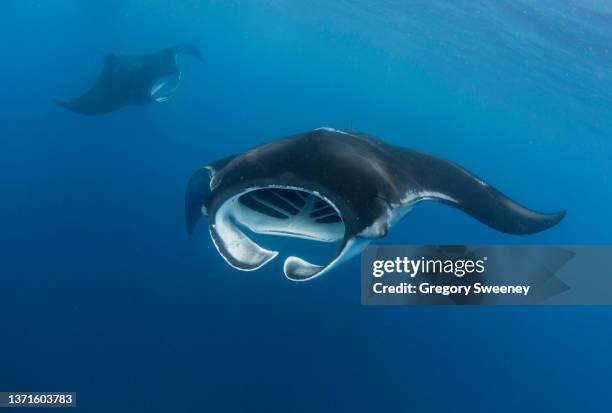 giant manta ray front view with another ray in the distance - マンタ ストックフォトと画像