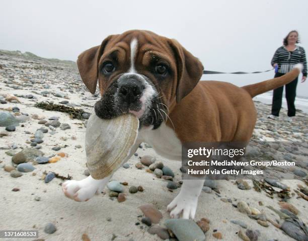 Jackie Leigh of Marshfield walked her Old English Bulldog puppy Jack who made the best of the bad weather collecting shells for himself. Sunday, June...