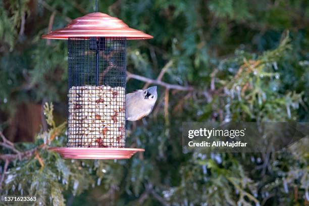 tufted titmouse - bird feeder foto e immagini stock