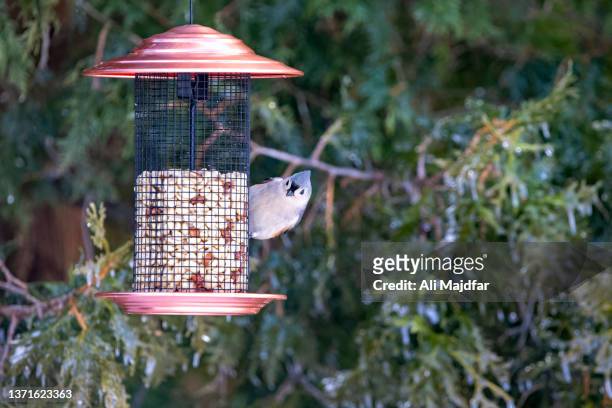 tufted titmouse - bird feeder stock pictures, royalty-free photos & images