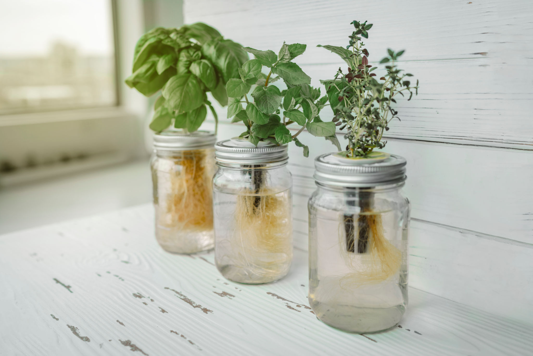 hydroponic garden