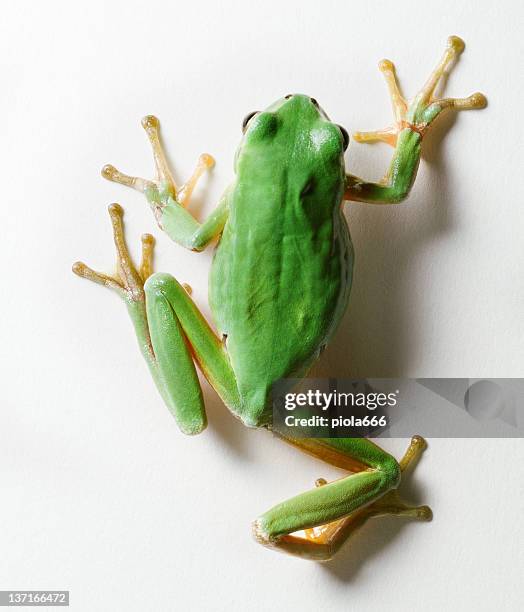 crawling tree frog isolated on white - frog stock pictures, royalty-free photos & images