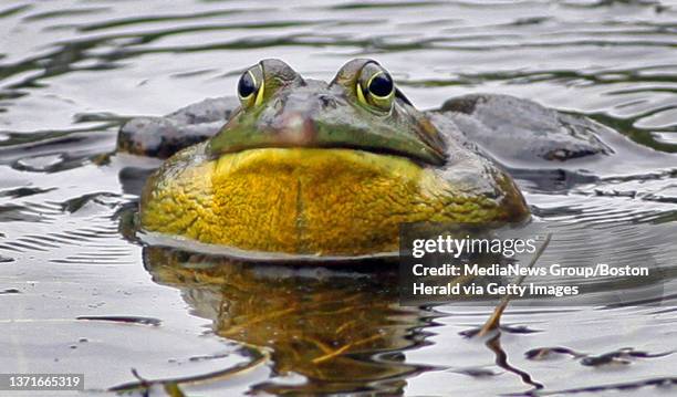 Bullfrog Cheek 1,596 Bullfrog Stock Photos, High-Res Pictures, and Images - Getty Images