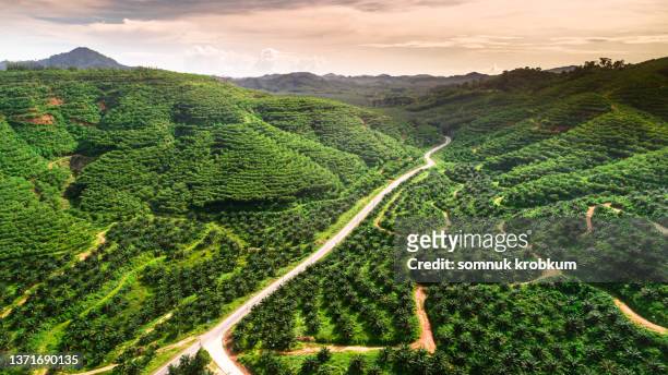 oil palm terrace mountain and road in aerial view - oil palm imagens e fotografias de stock
