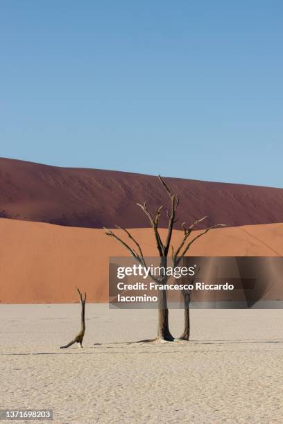 namib desert, deadvlei, sossusvlei sand dunes and dead acacia trees namibia, africa - kameldornakazie stock-fotos und bilder
