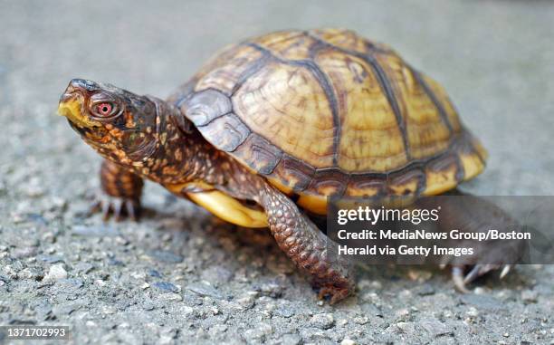 An endangered male Eastern Box Turtle named ""Tank"" who resides at the Franklin Park Zoo. The males are distinguished by their red eye. They can be...