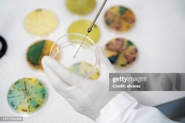 científico dejando caer líquido químico en placa de petri - microbiologist fotografías e imágenes de stock