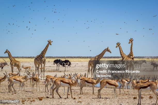 game drive, giraffes, oryx and springbok at etosha, namibia - etosha nationaal park stockfoto's en -beelden