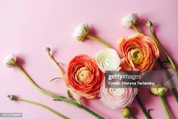 pink background with fresh ranunculus flowers. floral background. spring flowers. spring. part of the bouquet. easter. international women's day. mothers day. hi spring. valentine's day. festive background. - buttercup stock pictures, royalty-free photos & images