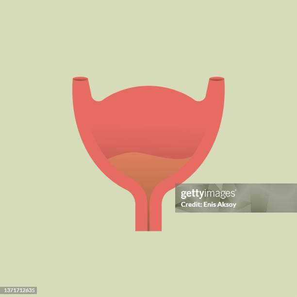 bladder flat icon - bladder stock illustrations