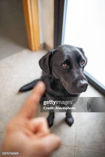 owner scolding his dog punished with the finger hand - hairy back man stock pictures, royalty-free photos & images