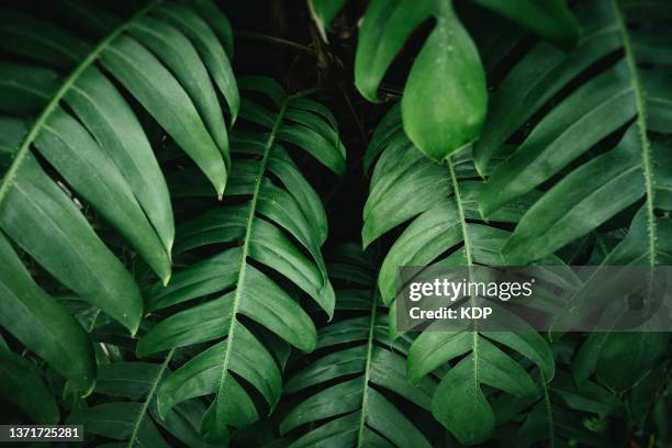 green leaves pattern of monstera pinnatipartita (siam monstera) plant, natural lush foliages of leaf texture backgrounds - plante tropicale photos et images de collection