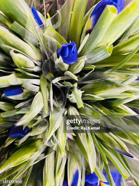 close up of buds showing iris blue/yellow flowers about to emerge (iris reticulata) - iris reticulata stock pictures, royalty-free photos & images