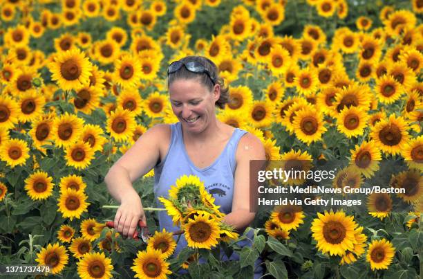 Farm manager Elizabeth Knight gleans a handfull of sunflowers from an estimated crop of 200,000 at Colby Farm. Further info contact Bill Colby at...