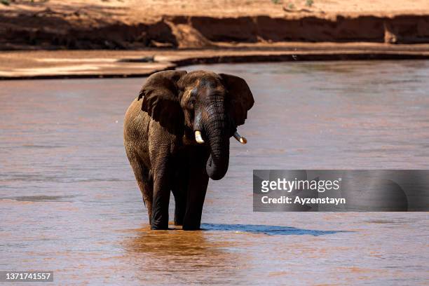 african elephant in water at wild - elephant trunk drink photos et images de collection