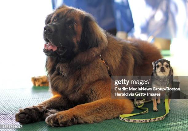 Burton a Leonberger and Chico a Chihuahua hang out during the MSPCA-Angell Party Animals presented by Boston Baked Bonz, LLC. At the Blue Hills Bank...